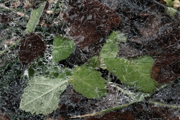 Frozen green leaves are under thin ice layer