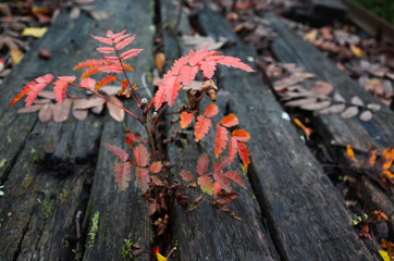 Small rowan tree grows through dark boards