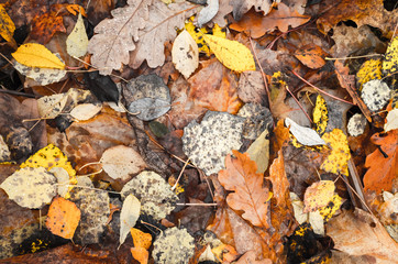 Dry fallen autumn leaves lay on the ground