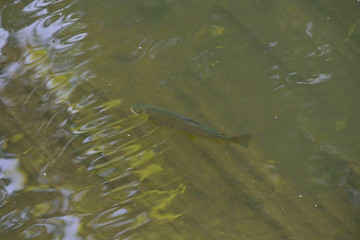 beautiful brown trout on the surface in a river with clear water