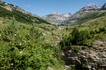 llano de Napazal, Aisa Valley, Jacetania, Huesca, Spain