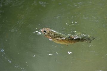 beautiful rainbow trout gobbling in a clear river