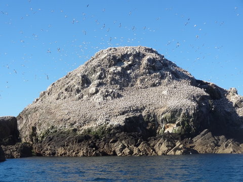 Les 7 Iles, R&eacute;serve ornithologique, , Fous de Basson, Perros Guirec, Bretagne, France