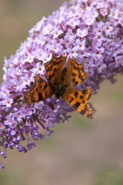 Comma or anglewing butterfly feeding on a buddleja flower
