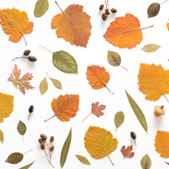 Fototapeta premium Autumn pattern. Colorful leaves on white background. 