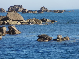 Phoques, Les 7 Iles, Réserve ornithologique, , Perros Guirec, Bretagne, France