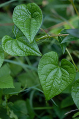 creeper vine, Aragon Valley, Jacetania, Huesca, Spain