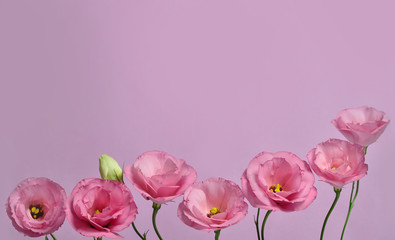 Fototapeta na wymiar Beautiful flower composition of pink eustoma on pink background. Floral background. Valentines day. Happy birthday.