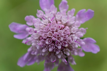 spring, Aragon Valley, Jacetania, Huesca, Spain