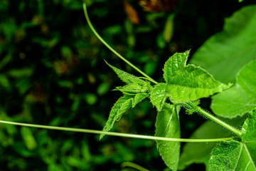 The tops of the Passion Fruit are covered with tiny hairs.