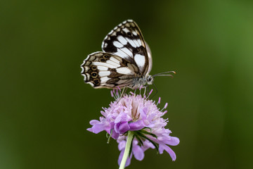 butterfly pollinating a flower, Aragon Valley, Jacetania, Huesca, Spain