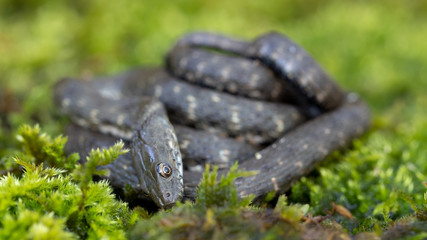 Eine Würfelnatter stellt sich tot