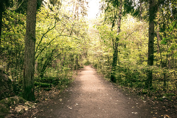 Fototapeta na wymiar Idyllic path in the woods