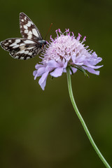 butterfly pollinating a flower, Aragon Valley, Jacetania, Huesca, Spain