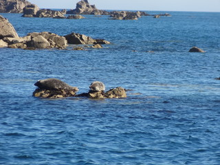 Phoques, Les 7 Iles, Réserve ornithologique, , Perros Guirec, Bretagne, France