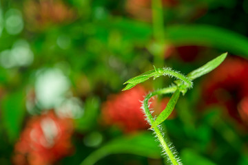 The tops of the dog fart grass were covered with tiny hairs.