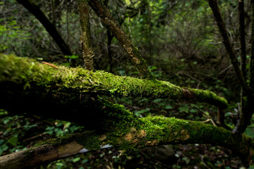 moss covered tree trunks in the forest
