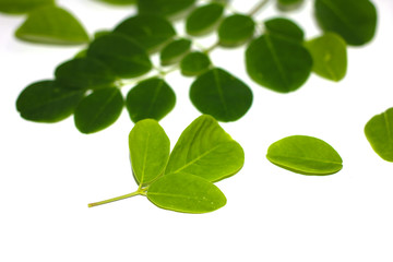 Moringa leaf