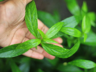 kaalmegh (Andrographis paniculata) is known as green chiretta.