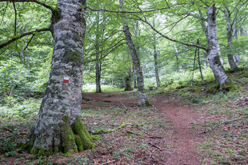 Obraz premium GR20 long distance trail, Sierra de Aralar, Navarra, spain