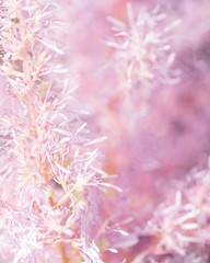 Naklejka premium Abstract with a pink astilba flower. The summer mood. Blurred background. Space for text. Wedding card.