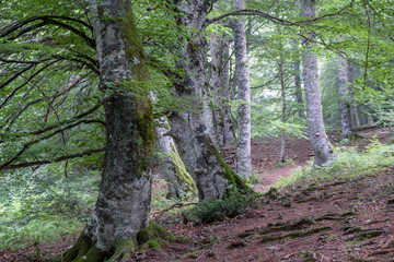 GR20 long distance trail, Sierra de Aralar, Navarra, spain