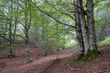 GR20 long distance trail, Sierra de Aralar, Navarra, spain