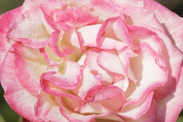 Pastel rose petals close up