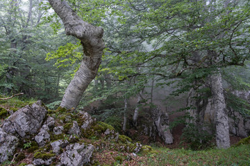 Sierra de Aralar, Navarra, spain