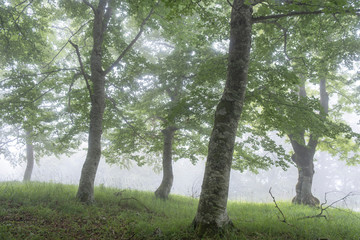 Sierra de Aralar, Navarra, spain