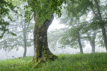 Sierra de Aralar, Navarra, spain