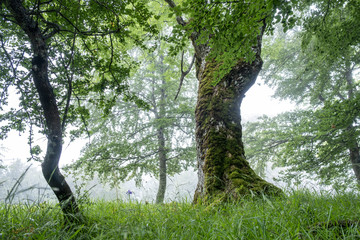 Sierra de Aralar, Navarra, spain