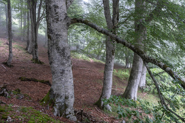 Sierra de Aralar, Navarra, spain