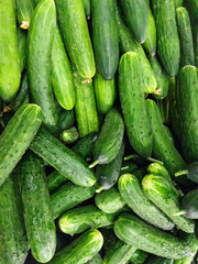 Fresh green cucumbers are stacked on top of each other in the supermarket. Agricultural products.