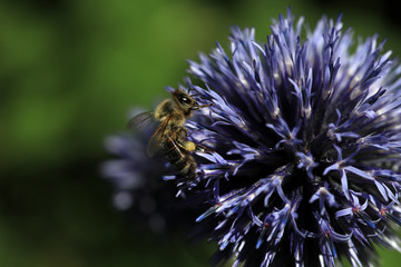 Blue globe thistle Echinops with a honey bee collecting nectar infront of a green background. Text...