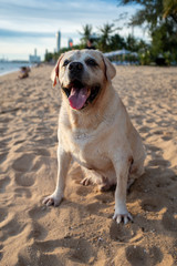 The Beautiful Labrador Retriever enjoy sitting on the beach, Pattaya beach, Thailand, new normal 