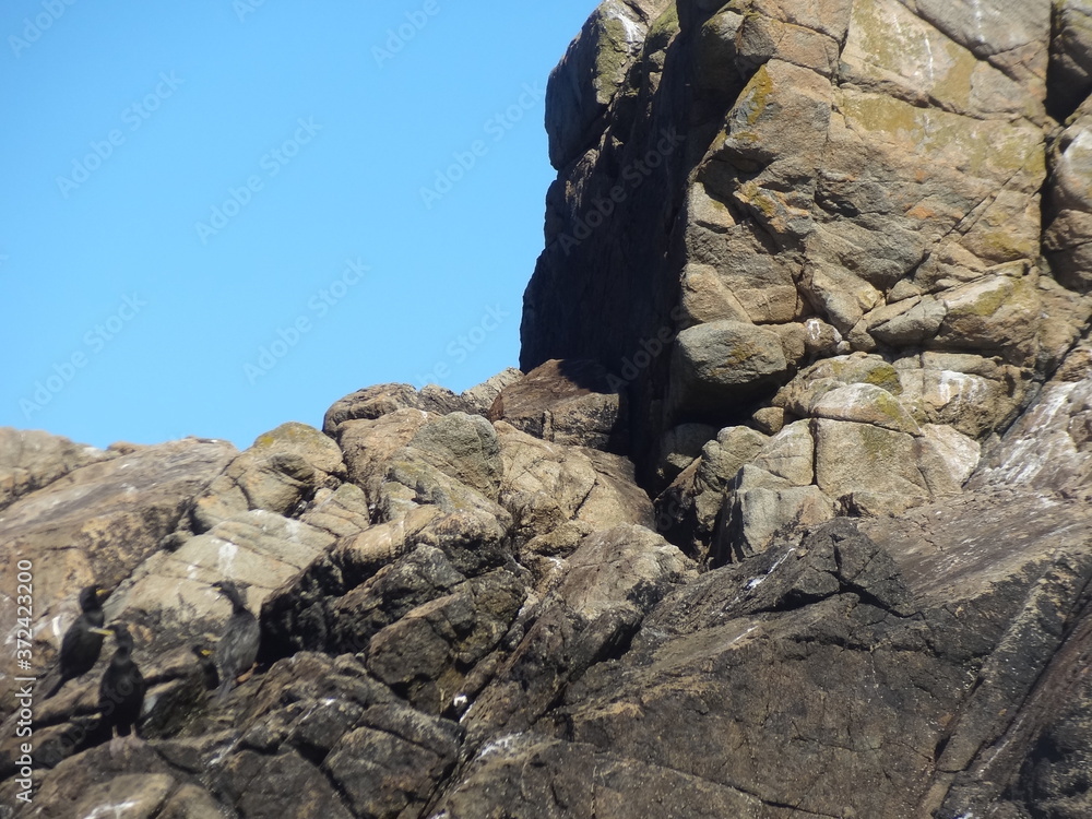 Canvas Prints les 7 iles, réserve ornithologique, , fous de bassan, perros guirec, bretagne, france