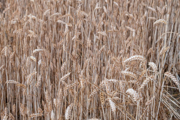 Fototapeta premium Askartza, Condado de Treviño, basque country, spain