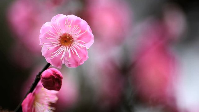 素敵なウメの花の香りが漂い始めるともうすぐ春