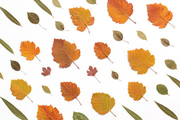 Pattern made of colorful fall leaves on white background.