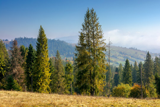 spruce forest on the hillside in autumn. sunny and hazy morning in carpathian mountains. ridge in the distance beneath a clouds on the blue sky