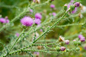 .Cirsium. Weed plant. It is part of the natural flora of Europe, Western Asia and North Africa.