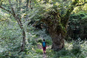 green route, forest of the Centennial Oaks, Munain and Okariz, Alava, basque country, spain