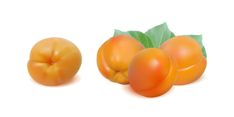 apricots isolated on white background vector