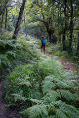 Obraz premium green route, forest of the Centennial Oaks, Munain and Okariz, Alava, basque country, spain