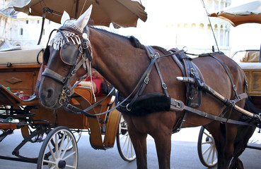 Cavallo imbrigliato con i tradizionali cappucci di cotone anti-mosca, in attesa di portare i turisti con la carrozza in giro per la città