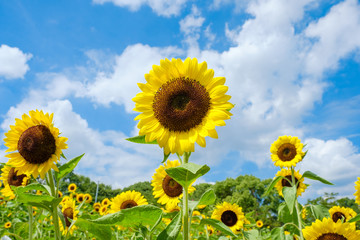 青空とひまわり畑と白い雲　夏イメージ　奈良県営馬見丘陵公園