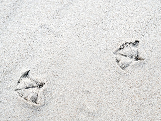 Seagull footprints on sand