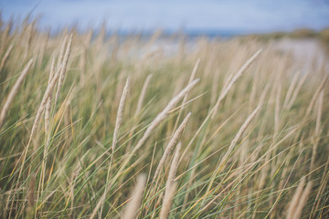 Dune grass