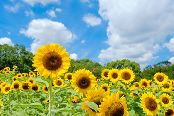 青空とひまわり畑と白い雲　夏イメージ　奈良県営馬見丘陵公園